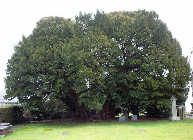 Llangernyw porsuk ağacı - Britanya